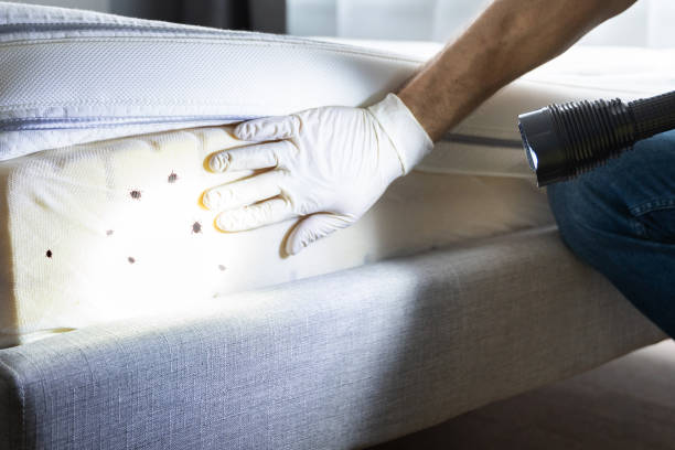 Best Termite Control Services  in Seminole, FL
