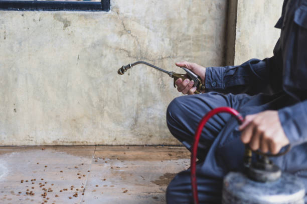 Best Flea Control Services  in Seminole, FL